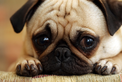 Puppy Face Wrinkles